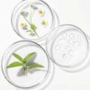 Tre petriskåle indeholder naturlige prøver: en med små hvide blomster og stilke, en anden med grønne blade og den tredje med små klare dråber, der minder om Innersense Harmonic Healing & Treatment Oil Skin, Scalp & Hair 25ml.